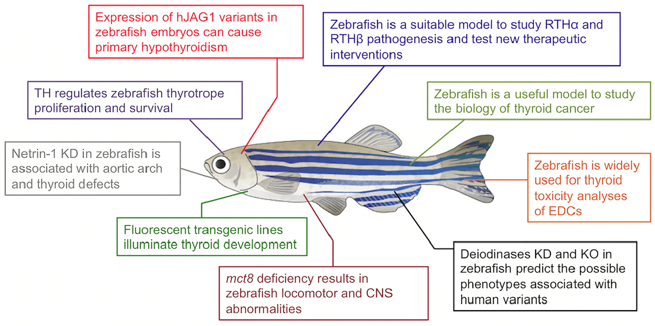 use of zebrafish in research